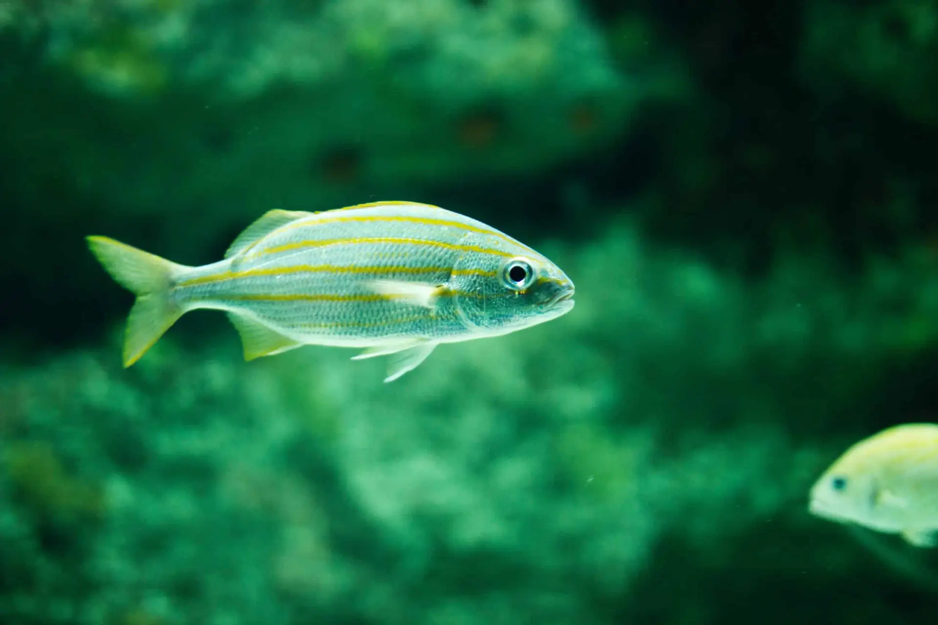 Fish in water