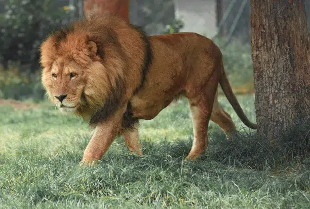 Lion Roaming in the wild