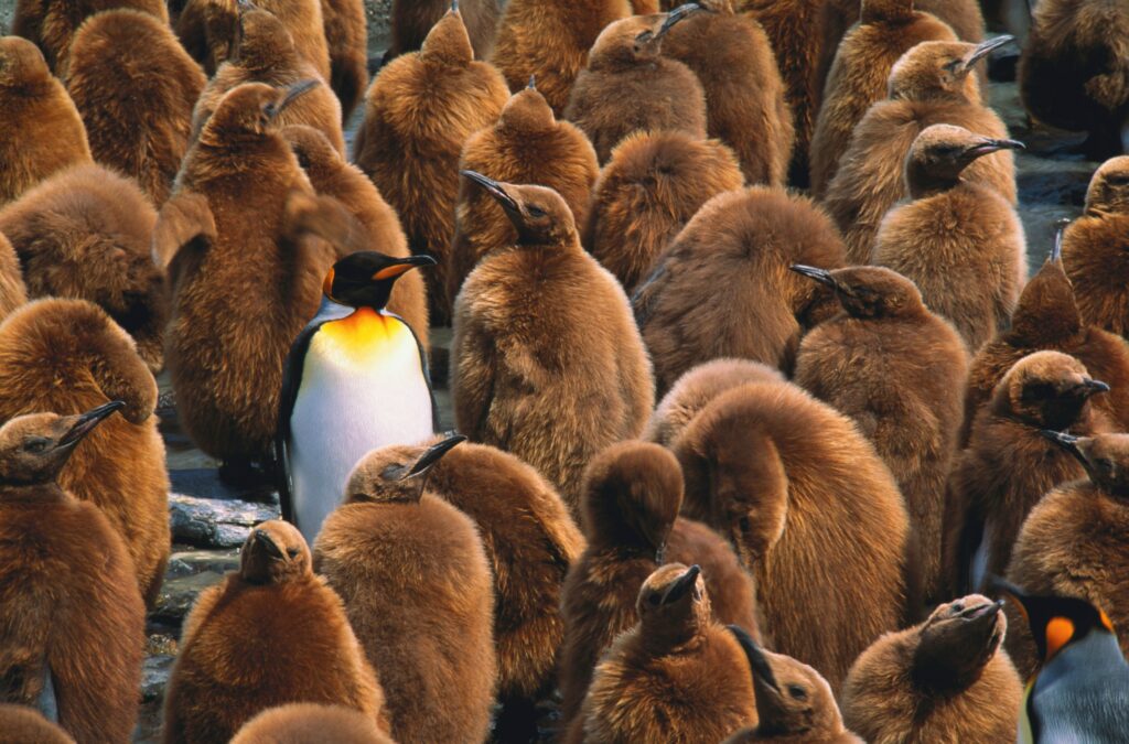 One mature penguin amongst many chicks Penguins
